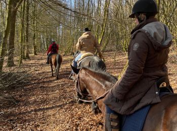 Trail Horseback riding Bastogne - Livarchamps 27 février 2021 - Photo
