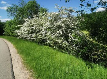 Tocht Stappen Épinal - Dounoux - Photo