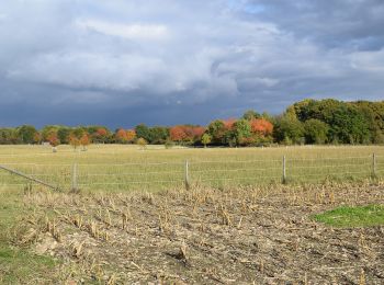 Tocht Te voet Bornheim - Ville A39 - Photo