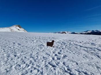 Randonnée Raquettes à neige Murat-le-Quaire - la Banne par le tenon - Photo