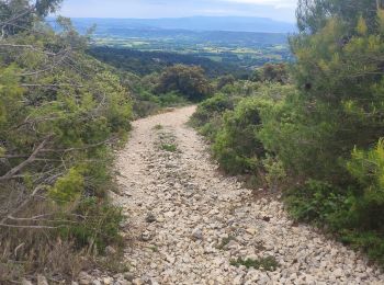 Trail Walking Cucuron - 25 mai 2022 cucuron  - Photo
