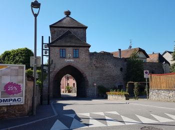 Randonnée Marche Dambach-la-Ville - Dambach - châteaux du Bernstein, de l'Ortenbourg et du Ramstein - Photo