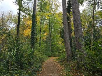 Tour Wandern Seraing - A la découverte des Bois de Seraing avec Koda 🐕🥾 - Photo