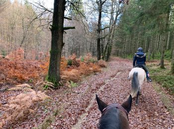 Trail Horseback riding Habay - Forêt de Rulles - Photo