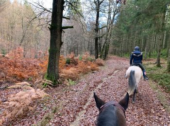 Percorso Equitazione Habay - Forêt de Rulles - Photo