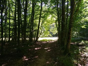 Trail Walking Sentheim - Buchberg - Rocher du Poilu  - Photo