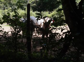 Randonnée Marche Plateau d'Hauteville - Forêt de Thézillieu - Photo