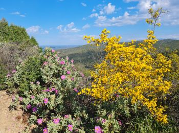 Tour Wandern Le Plan-de-la-Tour - la colle dure - Photo