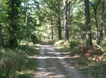 Trail Walking Pontault-Combault - bois celie - Photo