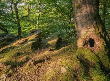 Tocht Te voet Onbekend - Wald-Erlebnispfad - Photo