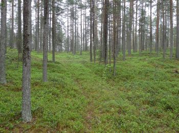 Trail On foot Hailuoto - Kirkonkylä/Ojakylä–Keskiniemi–Marjaniemi - Photo