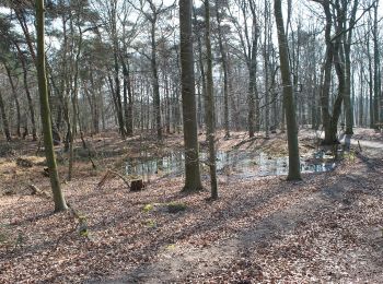 Tocht Te voet Hilden - Laufstrecke Reh (Hildener Stadtwald) - Photo