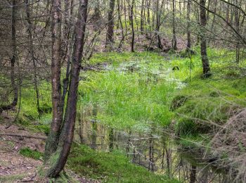 Tour Zu Fuß Willebadessen - Rundwanderweg 