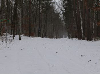 Trail On foot Michendorf - Balken grün Caputh - Lienewitzseen - Photo