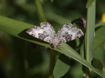 Randonnée A pied Oulu - Ympäristöpolku - Photo