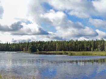 Excursión A pie Saarijärvi - Tulijärven polku - Photo