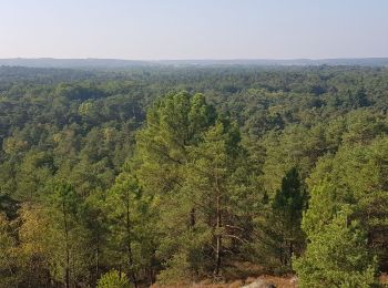 Tour Wandern Le Vaudoué - les 25 bosses fontainebkeau - Photo