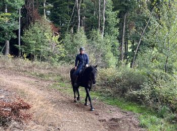 Trail Horseback riding Bastogne - Livarchamps 18/09/2022 - Photo