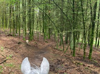 Randonnée Randonnée équestre Belmont - Acpl 2ème jour Belmont Bellefosse  - Photo