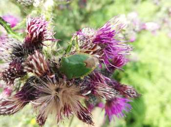 Excursión A pie Trois-Ponts - 17. Promenade des Ânes - Photo