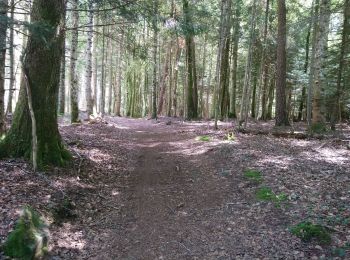 Tour Wandern Chanat-la-Mouteyre - Tour du Puy Chaumont variante  - Photo