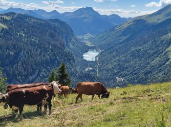 Tocht Stappen Abondance - Col de Bassachaux le lac vert 7 juillet 2022 - Photo