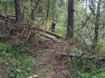 Trail Mountain bike Risoul - coupe de bois crête de Martina - Photo