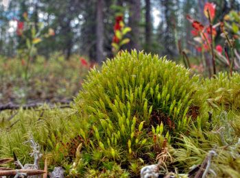 Tocht Te voet Pelkosenniemi - Noitatunturin-Isokurun retkeilyreitti - Photo