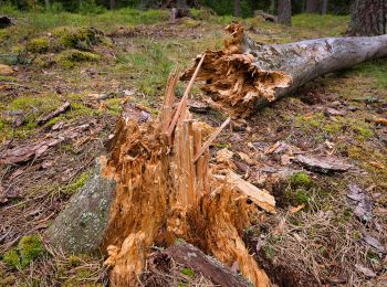 Percorso A piedi  - Fylleryd, elljusspåret - Photo