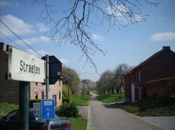 Trail On foot Sint-Truiden - Cicindria Straeten oranje bol - Photo