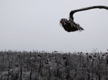 Randonnée A pied Guttenberger Wald - Schwarzes-Derieck / Würzburg - Steinbachtal - Fh. Gutenberg - Uengershausen - Reichenberg - Photo