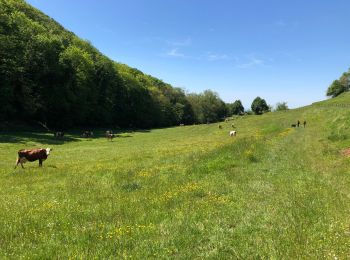 Tour Wandern Beaufort-Orbagna - Crève Coeur variante.  - Photo