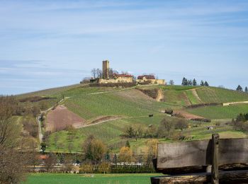 Randonnée A pied Sulzfeld - Wandern zwischen Wein, Wald und Streuobstwiesen - Photo