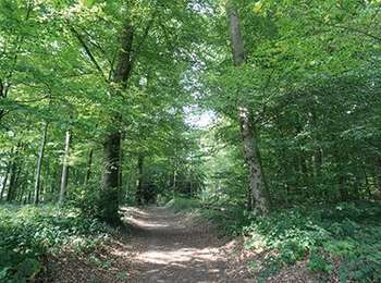Randonnée Marche Libin - Libin - Natura 2000, des sites qui valent le détour - Lx22 - Photo