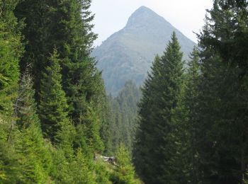 Trail On foot Welsberg-Taisten - Monguelfo-Tesido - IT-31 - Photo