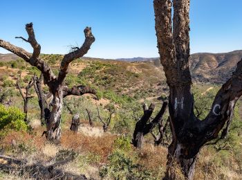 Percorso A piedi São Brás de Alportel - Cerros de Sobro - Photo