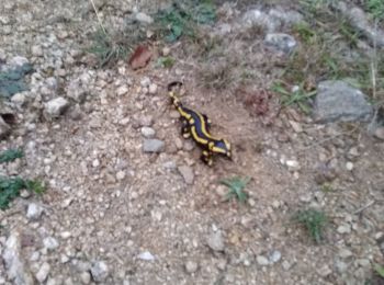 Tocht Andere activiteiten Saint-Vincent-d'Olargues - Col du Poirier - Photo