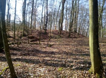 Tour Zu Fuß Schöntal - DE-grün 9 - Photo