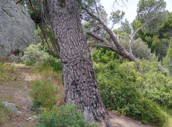 Excursión Senderismo Aureille - Aureille les caisses de Jean Jean - Photo