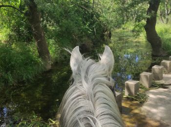 Trail Horseback riding Teyran - Teyran - domaine des Restinclières boucle  - Photo