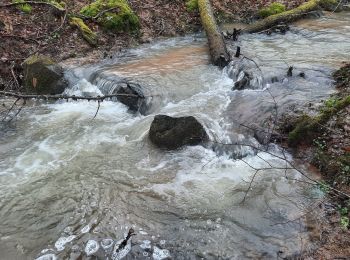 Tocht Stappen Montmort - RANDO Montmort Bois Du Nom - Photo