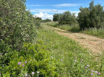 Trail sport Pignan - Piste maison de retraite Pignan 14/05/2024 - Photo