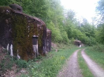 Trail Walking Siersthal - Derrière le Legeret - Photo