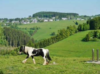 Excursión A pie Bad Berleburg - Naturfreundeweg Girkhausen - Mollseifen - Photo