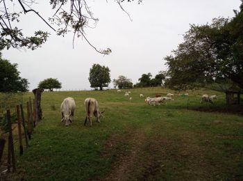 Tocht Stappen La Trinité - Spoutourne - Photo