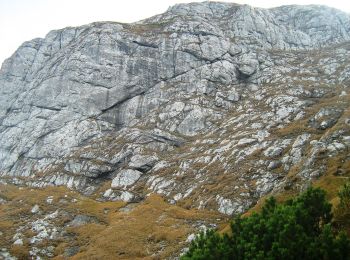 Tour Zu Fuß Rosenau - Bușteni - Poiana Pichetul Roșu - Cabana Mălăiești - Photo