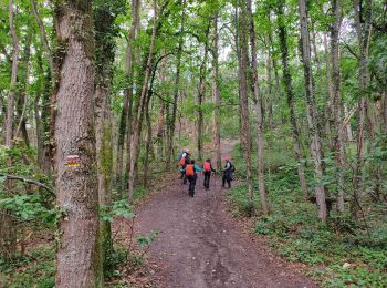 Trail Walking Nainville-les-Roches - La foret des grands avaux - Photo