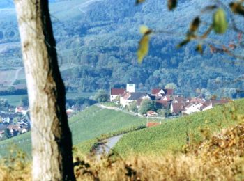 Trail On foot Sachsenheim - Weitblickweg Hohenhaslach - Photo