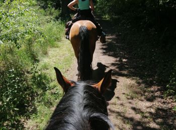 Trail Horseback riding Falck - Falck, forêt de la Houve  - Photo
