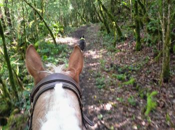 Trail Horseback riding Lucey - lucey / Serrieres en chautagne  - Photo